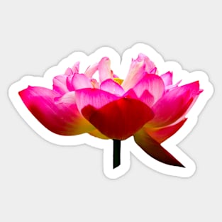 Beautiful Lotus Flower Sticker